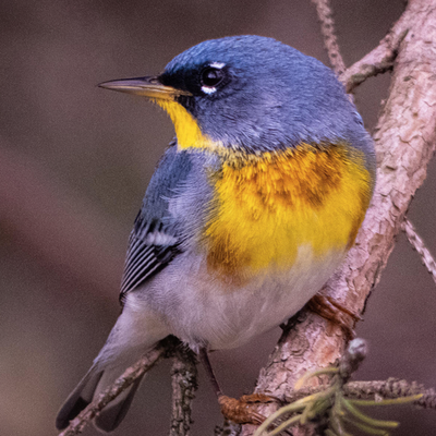 A Northern Parula warbler.