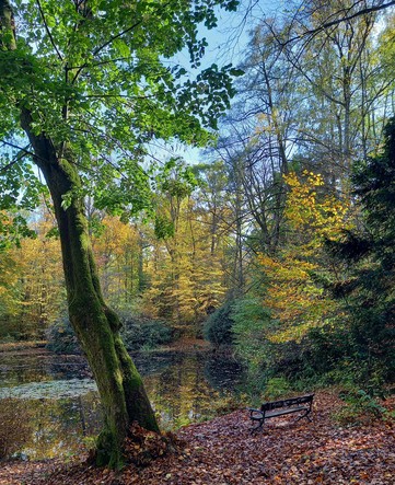 Blick auf einen See, ringsum herbstlicher Wald, Bäume mit gelb verfärben Blättern. Am Ufer steht eine freie Bank.