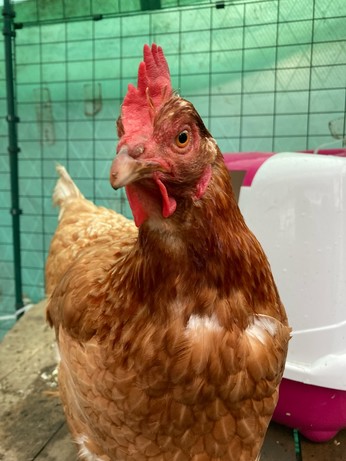 A bright-eyes hen with golden orange plumage stands proud, looking at the camera. 