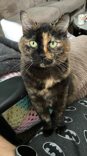 A torty-shelled cat sat on the arm of a sofa, looking toward the camera,
