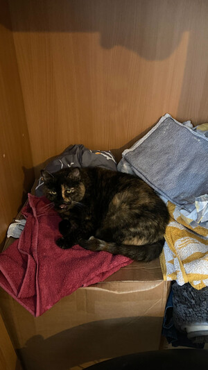A torty-shelled cat lying in a wardrobe on top of clean clothes and being a sassy queen