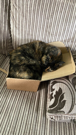 A torty-shelled cat lying in a stupidly small box. It's much too small for her, but she doesn't care.