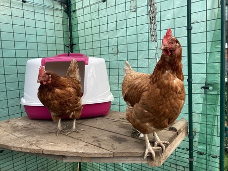 Two golden orange hens stand on a wood platform inside a chicken run. 