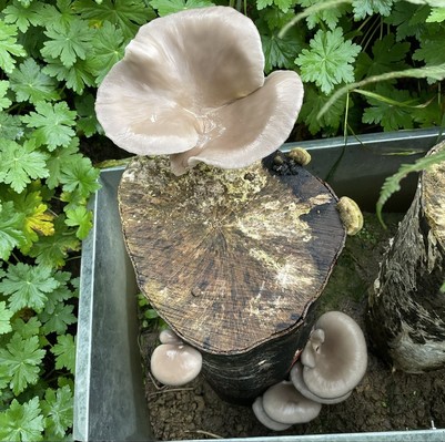 Pilzrugel mit herauswachsenden Austernseitlingen