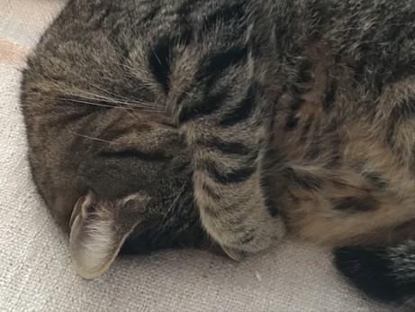 Curled tabby cat hiding its face under a front paw. 

Chat tigré en boule se cachant les yeux sous une patte. 