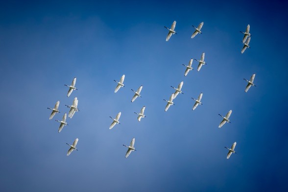 Vol de 35 Spatules Blanches au dessus de la Rance sur fond de ciel bleu