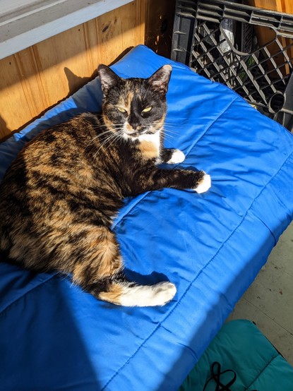 A tortoiseshell cat lounging on a sleeping bag in bright sunlight