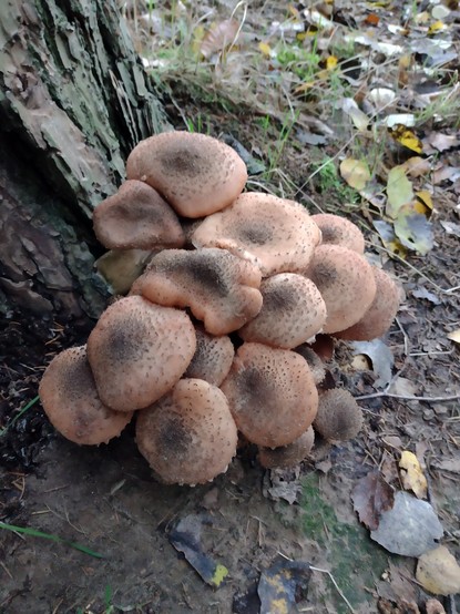 Viele Pilze an einem Baum. 