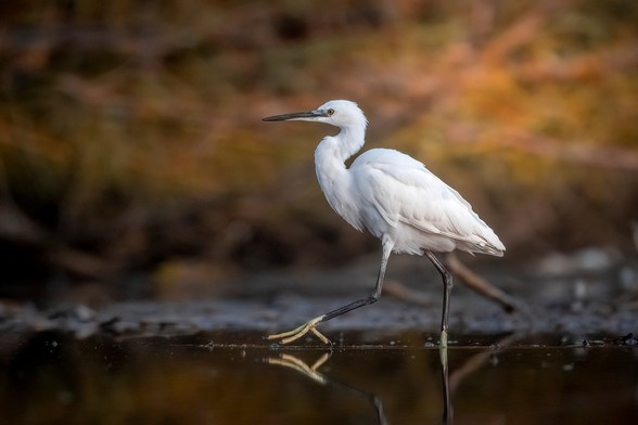 Aigrette garzette evoluant dans une mare.