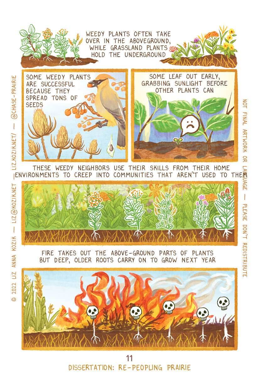 comic book page in warm earthy and green tones weedy plants often take over in the aboveground while grassland plants hold the underground some weedy plants are successful because they spread tons of seeds some leaf out early, grabbing sunlight before <br />other plants can these weedy neighbors use their skills from their home environments to creep into communities that aren't used to them fire takes out the above-ground parts of plants but deep, older roots carry on to grow the next year