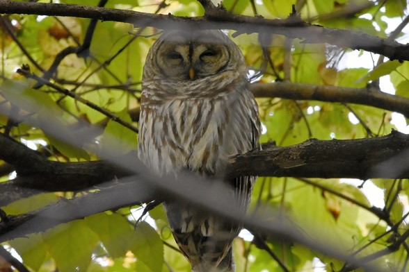Sleepy barred owl