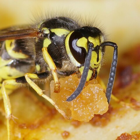 Makroaufnahme einer Wespe, die ein Apfelstück zwischen ihren Mandibeln hält