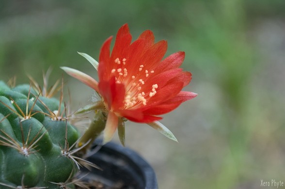 Echinopsis hertrichiana en fleur