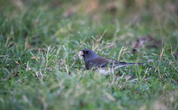 Dark-Eyed Junco
