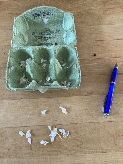Op essenhouten eetafel  een balpen en een geopende eierendoos met daarin 1/2 cm grote tere zaadjes