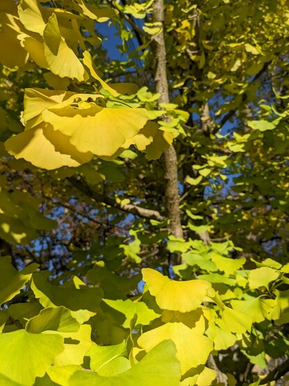 Ginkgo tree turning from green to yellow.