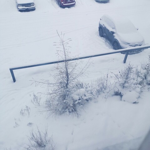 Snow covered baby pine tree and bushes