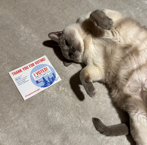 Athena the cat lying on her back happily next to my "I Voted" sticker from ChicagoElections.gov