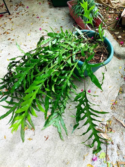 An overgrown monarch fern in a large plant pot, its giant fronds flattened by their own weight