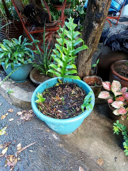 The same monarch fern, now stripped of its overgrown and ragged fronts, with only sparse but new growth remaining; three young and very healthy looking fronds dominate the middle of the pot