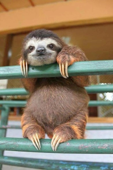 Grinning baby sloth hanging on a green handrail - maybe judging you 😉