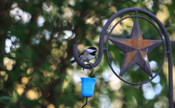 Carolina Chickadee
