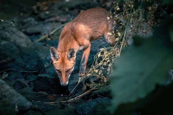 Renard roux au bord du ruisseau