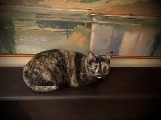 A tortoiseshell cat looking alert