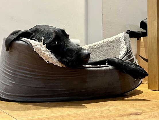 Black Labrador laying in a dog bed, looking judgmental with a paw hanging out