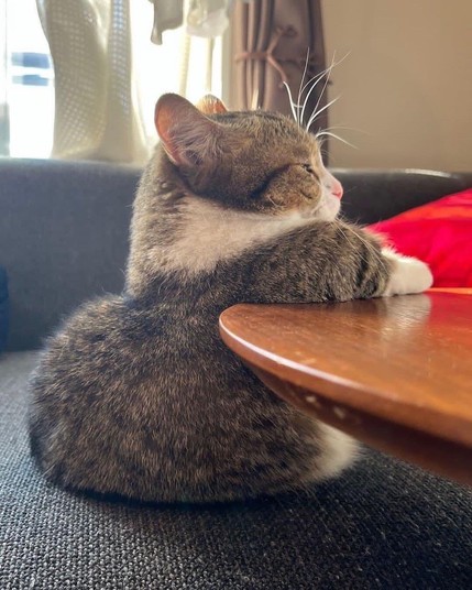 fat cat sitting like a good fellow at a table. thinking about life and the decisions that led him to here. Happy