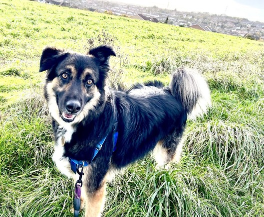 The Dark Lord aka Rescue Jack enjoying his morning walk
