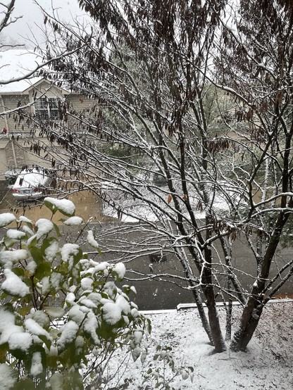 Snow covering trees and the ground. 