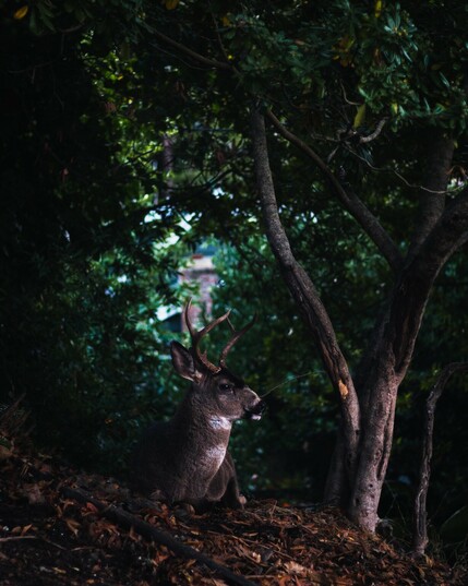 Deer with antlers laying down