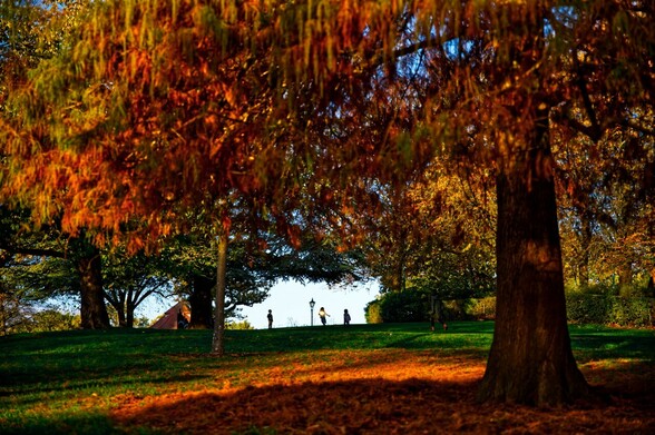 Autumn colours in the gardens of the Horniman Museum, SE London