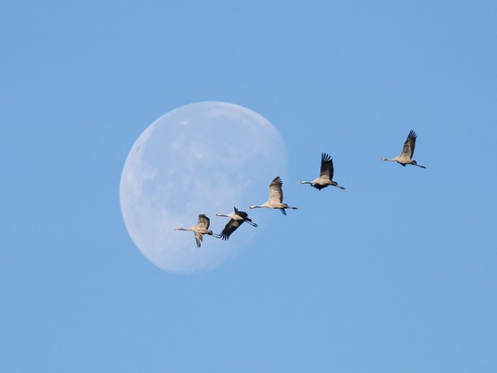 Der Mond, abnehmend aber noch ca. 2/3 beleuchtet, vor blauem Himmel. Von rechts fliegen 5 Kraniche in einer Reihe hintereinander durchs Bild, die ersten 3 genau vor dem Mond
