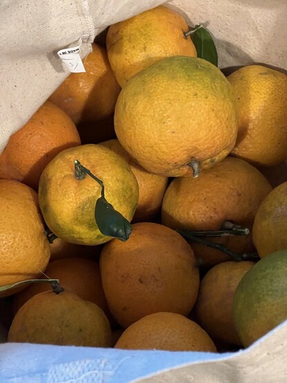 A view inside a cloth bag of freshly picked satsumas. 