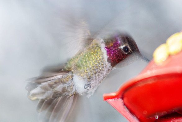 Anna's Hummingbird hovering at a feeder. Slow shutter speed, so wings and tail are blurred as they maintain position and keep the face and body stable.