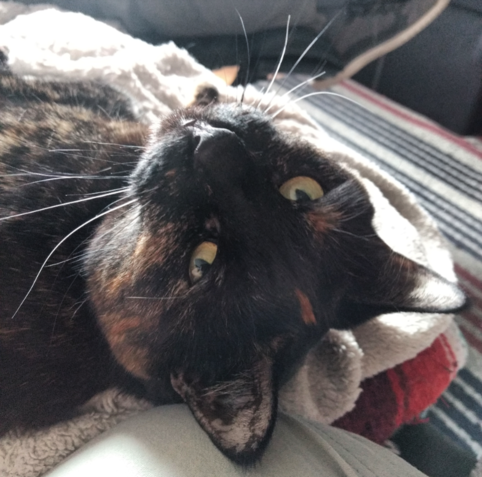 A tortoiseshell cat lying on her side, looking back, which makes her head upside down.