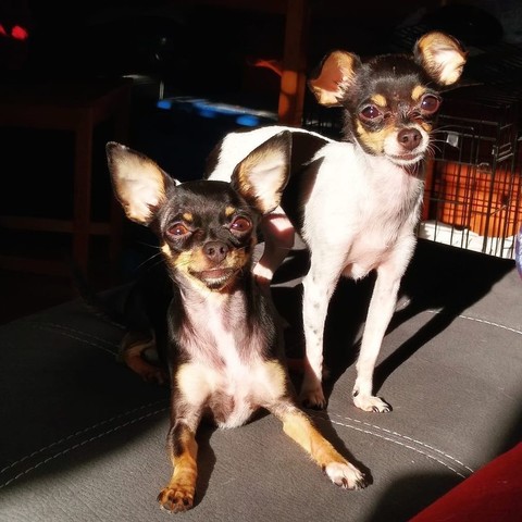 Two very small dogs, one lying down and one standing next to her. Both looking directly at the camera and illuminated by very bright natural sunlight. The lyind down one has erect big ears and the other has ears that start erect and flop a bit at the tips. They are incredibly cute. 