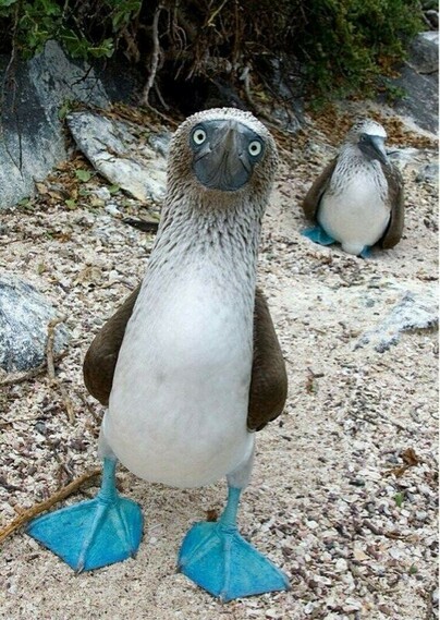 A blue-footed booby looks inquiringly into the camera. A fellow booby in the background of a sandy cove.