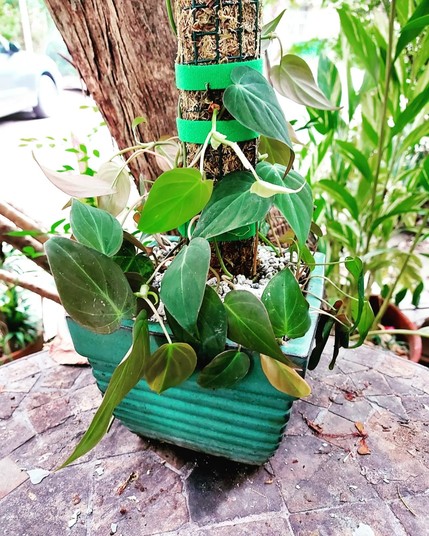 The plant pot is now covered in vines of dark green velvety leaves, winding around the moss pole, and the soil is now covered with white pumice stones.
