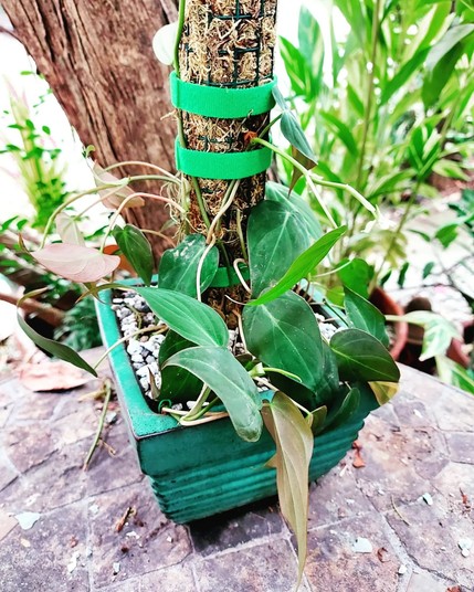 Plant pot with transplanted vines but from another camera angle.