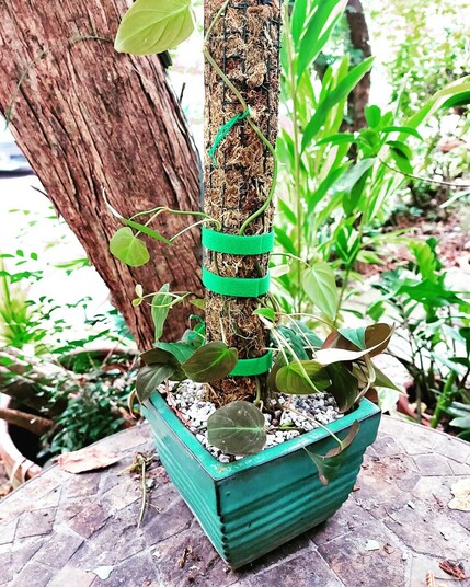 Plant pot with transplanted vines but from another camera angle, this time the back of the pot.