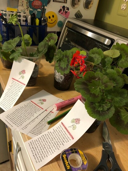 Geranium cuttings in Starbucks glasses. I’ve created potting instructions on slips of paper, which are taped to the cups. Next to the glasses are various highlighter markers.