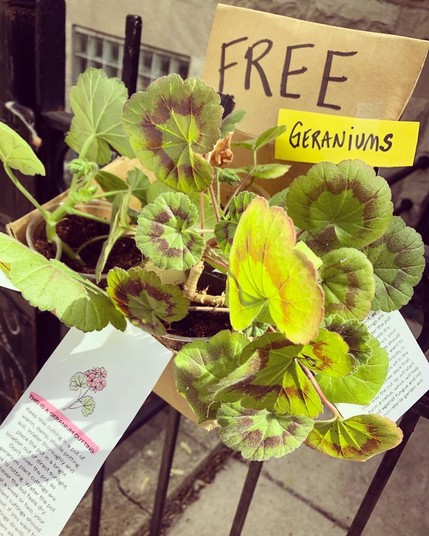 Outside capture of the potted cuttings nestled in a shallow cardboard box that is anchored to the wrought iron fence outside my apartment. A FREE sign is affixed to the upper right corner of the box.