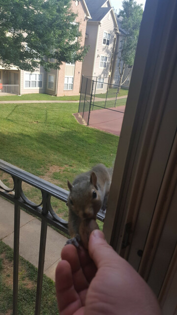 squirrel taking a pecan from my hand