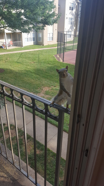 squirrel waiting semi-patiently to be fed