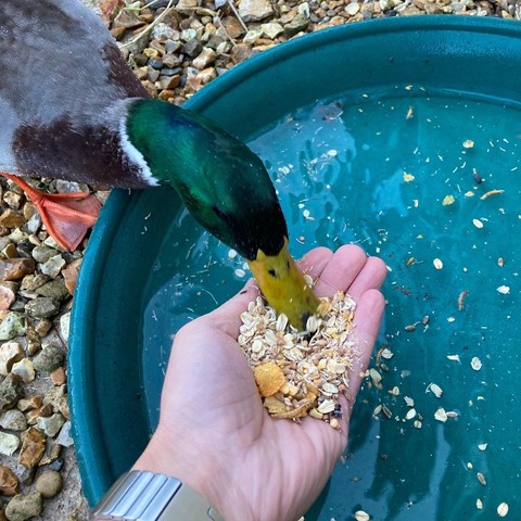 Ron the duck tucking into breakfast