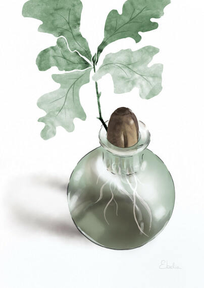 Digital illustration of an oak sapling growing in a small round glass filled with water