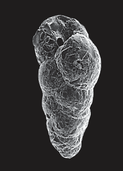 SEM image of an agglutinated benthic foraminifera Eggerelloides scaber (Williamson, 1858)  with megalospheric growth resulting in a specimen that has a more rounded apex and a gentle increase in chamber size.